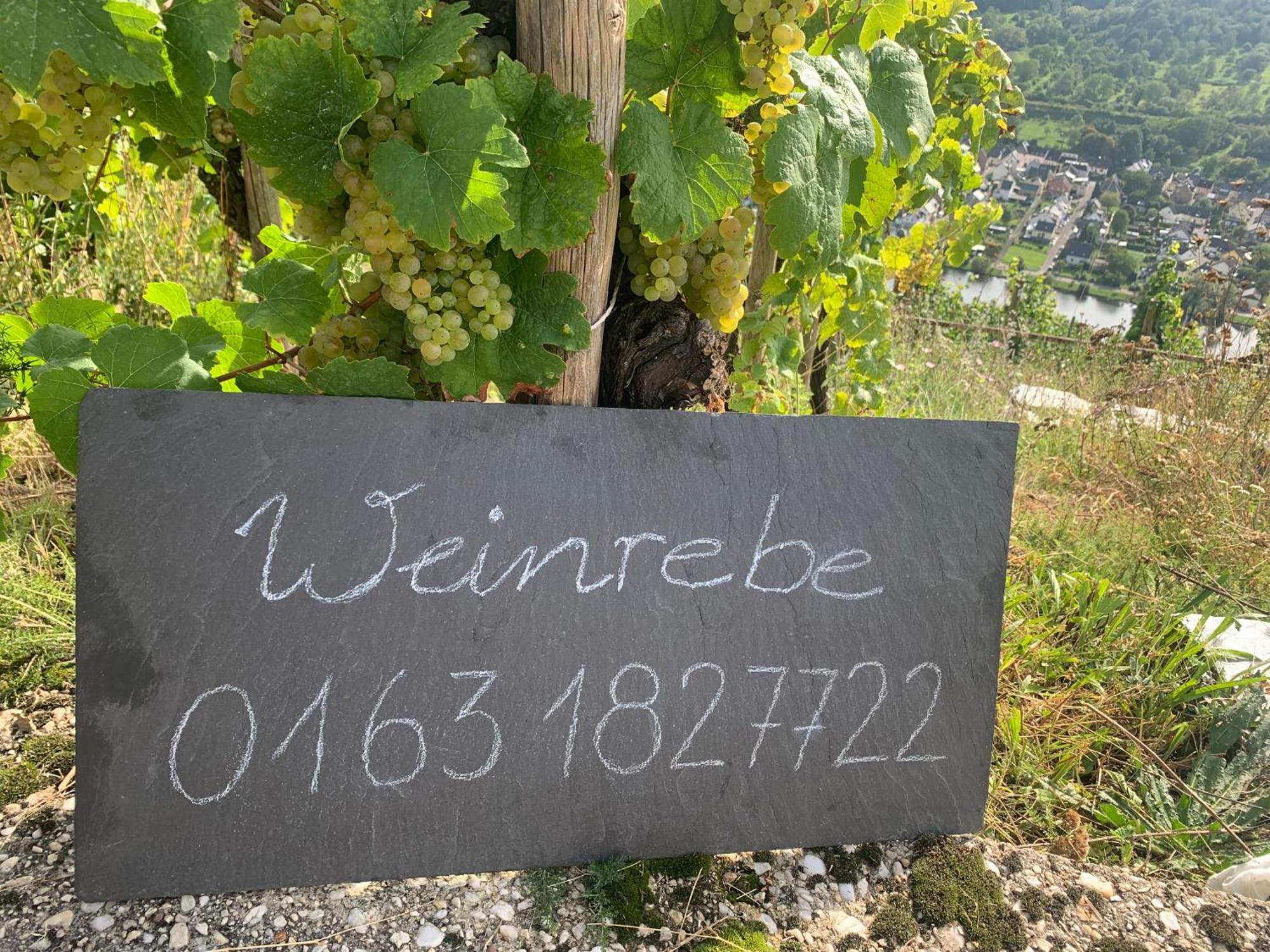 Weinrebe Lejlighed Bernkastel-Kues Eksteriør billede